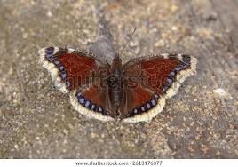 Attēlu rezultāti vaicājumam “Nymphalis antiopa upperside”