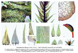 Attēlu rezultāti vaicājumam “Brachythecium albicans”