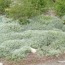 Image result for cerastium tomentosum