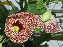 Attēlu rezultāti vaicājumam “Aristolochia durior flower”