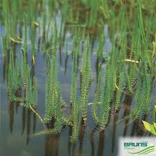 Attēlu rezultāti vaicājumam “Hippuris vulgaris”