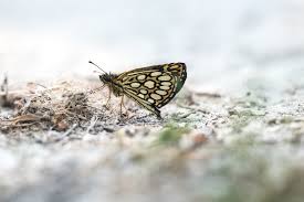 Attēlu rezultāti vaicājumam “Heteropterus morpheus”