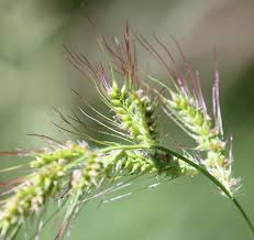 Attēlu rezultāti vaicājumam “Echinochloa crus-galli”