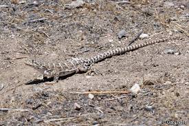 Attēlu rezultāti vaicājumam “Lycogala leopardinum sessile”