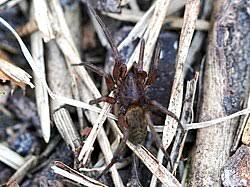 Attēlu rezultāti vaicājumam “Agroeca brunnea”