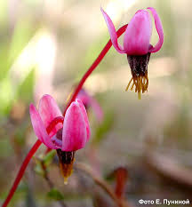 Attēlu rezultāti vaicājumam “Oxycoccus palustris flower”