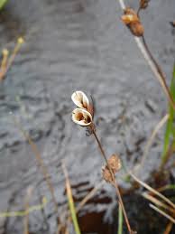 Attēlu rezultāti vaicājumam “Lathyrus palustris bud”
