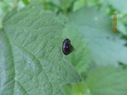 Attēlu rezultāti vaicājumam “Attagenus pellio”