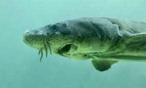 Image result for Acipenser medirostris