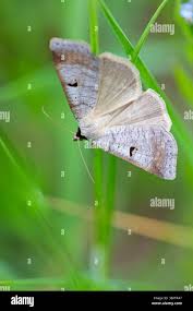 Attēlu rezultāti vaicājumam “Lygephila pastinum”