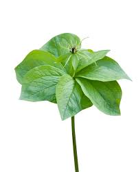 Attēlu rezultāti vaicājumam “Paris quadrifolia leaf”