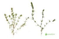 Attēlu rezultāti vaicājumam “Chara aspera”