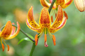 Attēlu rezultāti vaicājumam “Lilium martagon leaf”