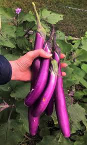 Afbeeldingsresultaat voor fengyuan purple eggplant