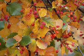 Attēlu rezultāti vaicājumam “Sorbus alnifolia”