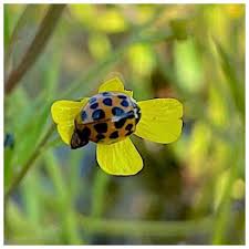 Attēlu rezultāti vaicājumam “Ranunculus flammula flower”