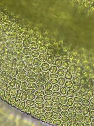 Attēlu rezultāti vaicājumam “Zygodon rupestris”