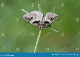 Attēlu rezultāti vaicājumam “Pareulype berberata”