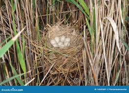 Attēlu rezultāti vaicājumam “Fulica atra nest”