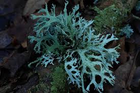 Attēlu rezultāti vaicājumam “Evernia prunastri”