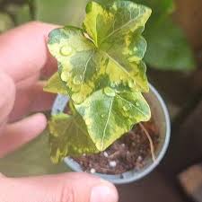 Attēlu rezultāti vaicājumam “Hedera helix  leaf”