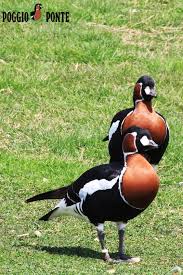 Attēlu rezultāti vaicājumam “Branta ruficollis adult”