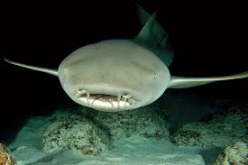 Image result for Nebrius ferrugineus