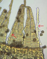 Attēlu rezultāti vaicājumam “Orthotrichum pumilum”