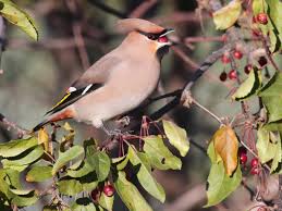 Attēlu rezultāti vaicājumam “Bombycilla garrulus”