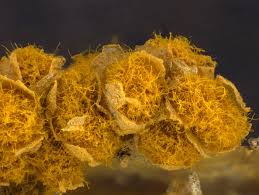 Attēlu rezultāti vaicājumam “Trichia varia sessile”