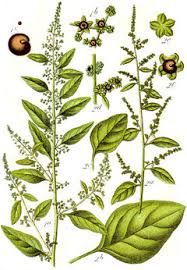 Attēlu rezultāti vaicājumam “Chenopodium polyspermum”