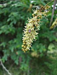 Attēlu rezultāti vaicājumam “Gleditsia triacanthos flower”