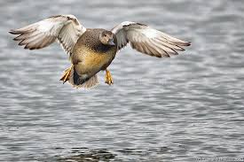 Attēlu rezultāti vaicājumam “Anas strepera”