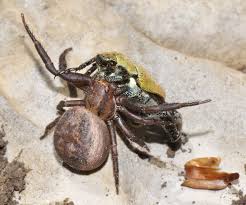 Attēlu rezultāti vaicājumam “Xysticus bifasciatus”