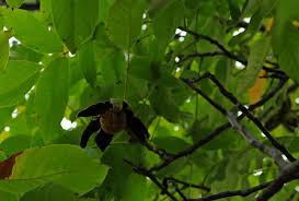 Attēlu rezultāti vaicājumam “Juglans regia leaf”