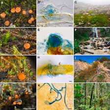 Attēlu rezultāti vaicājumam “Lamprospora tortulae-ruralis”
