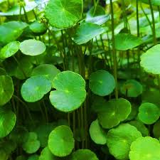 「香菇草」的圖片搜尋結果