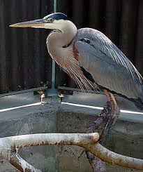 Image result for heron