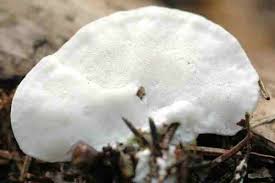 Attēlu rezultāti vaicājumam “Postia tephroleucus”