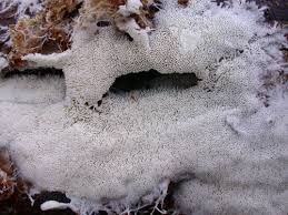 Attēlu rezultāti vaicājumam “Trechispora mollusca”