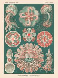 Image result for ernst haeckel