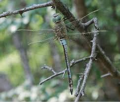 Attēlu rezultāti vaicājumam “Anax parthenope”