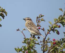 Attēlu rezultāti vaicājumam “Saxicola rubetra juvenile”
