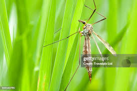 Attēlu rezultāti vaicājumam “Tipulidae”