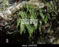 Attēlu rezultāti vaicājumam “Pseudotaxiphyllum elegans macro”