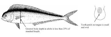 Image result for Coryphaena hippurus