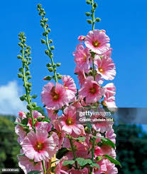 Image result for Malve