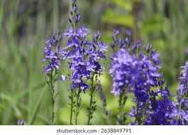 Image result for Veronica teucrium