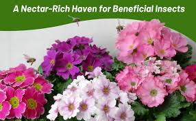 Image result for Primula malacoides