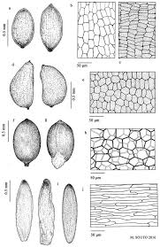 Attēlu rezultāti vaicājumam “Juncus bulbosus leaf”
